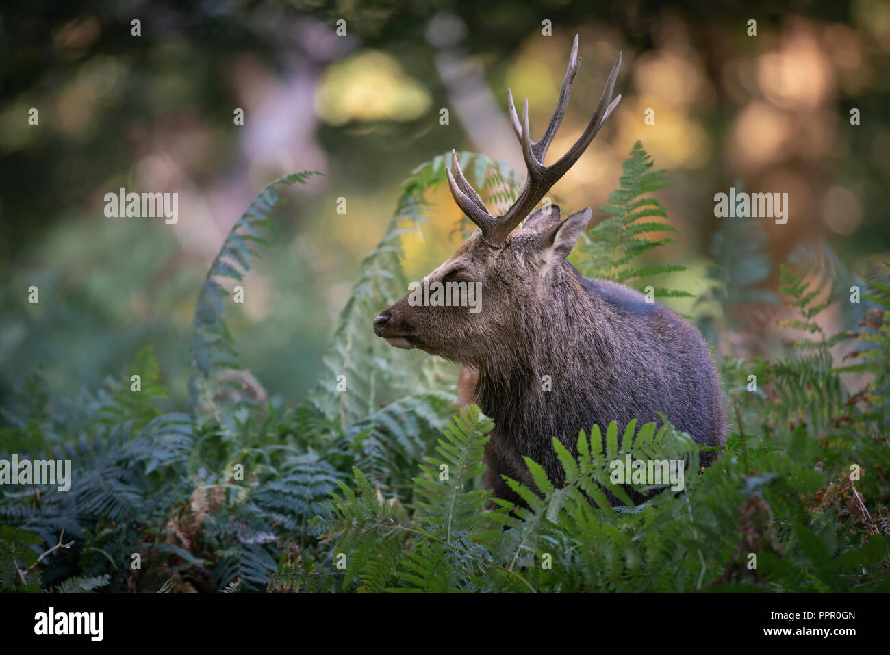 Asiatischer hirsch -Fotos und -Bildmaterial in hoher Auflösung – Alamy
