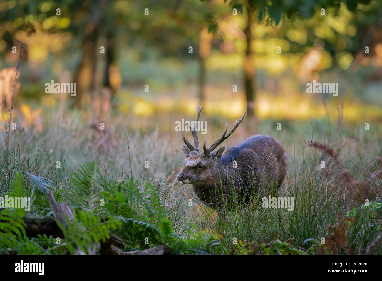 Sika Hirsche, Cervus Nippon, Fütterung auf bewaldeten Parklandschaft in Kent an einem Herbstmorgen Stockfoto