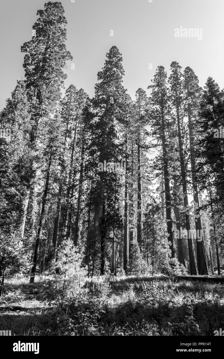 Mariposa Grove im Yosemite National Park enthält über 100 reife Mammutbäumen Stockfoto