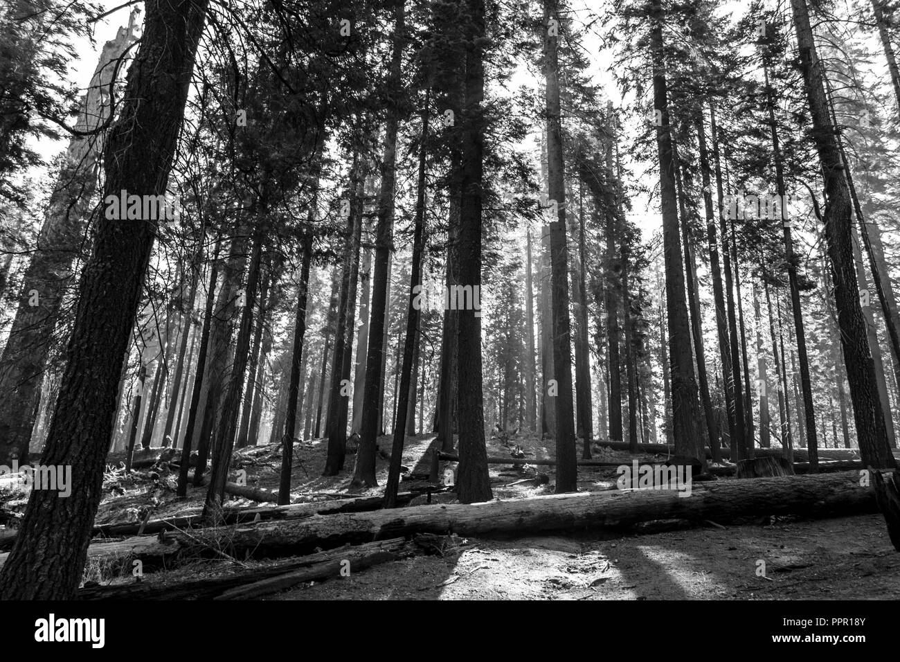 Mariposa Grove im Yosemite National Park enthält über 100 reife Mammutbäumen Stockfoto