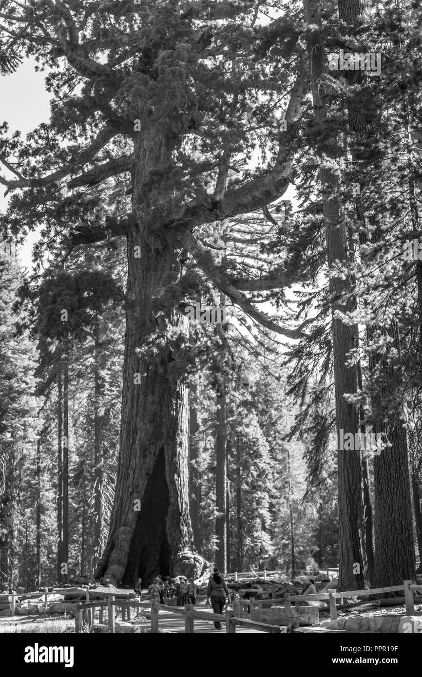 Mariposa Grove im Yosemite National Park enthält über 100 reife Mammutbäumen Stockfoto