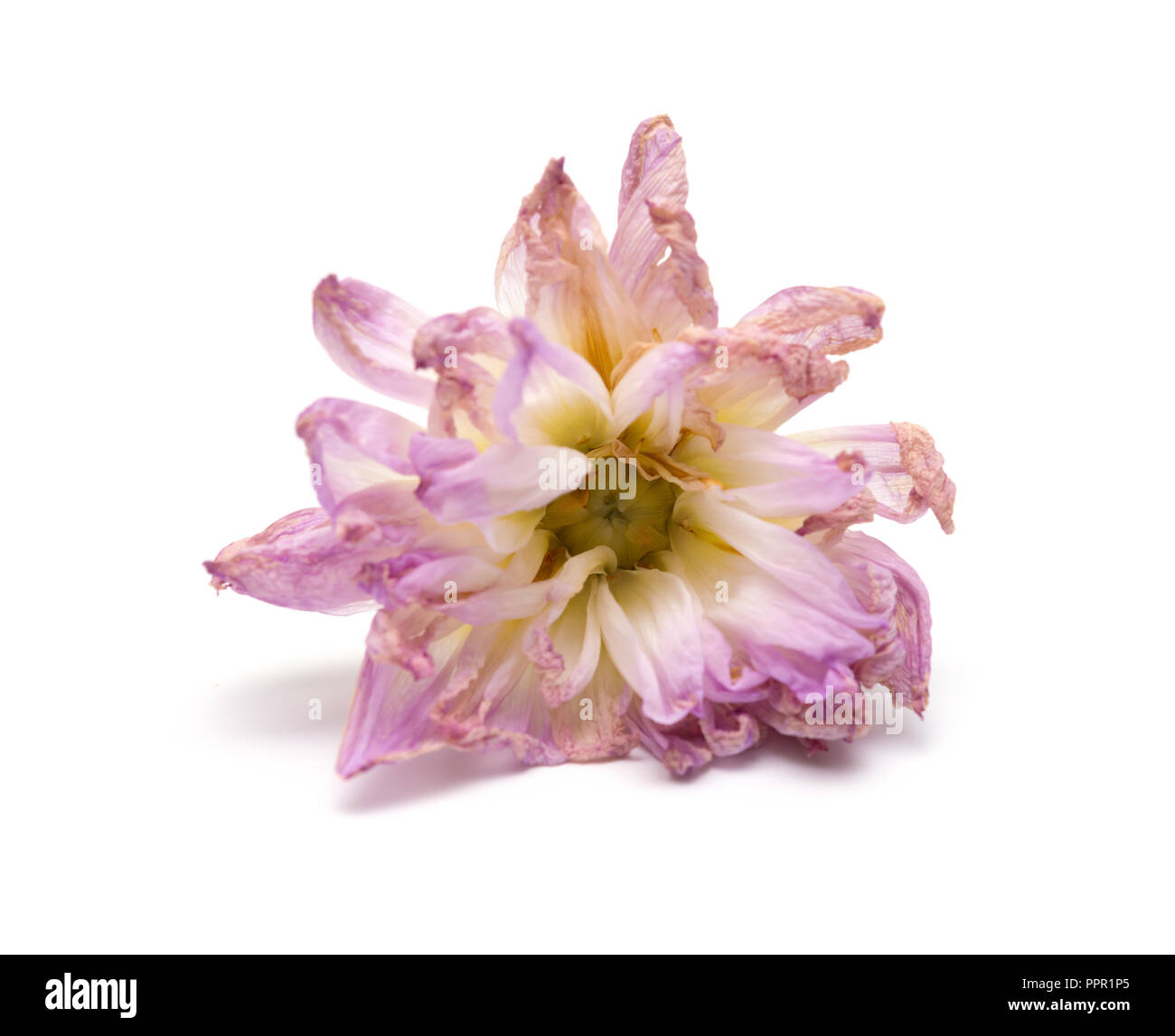 Oder rosa Pfingstrose Paeonia lactiflora auf weißem Hintergrund verblasst Stockfoto