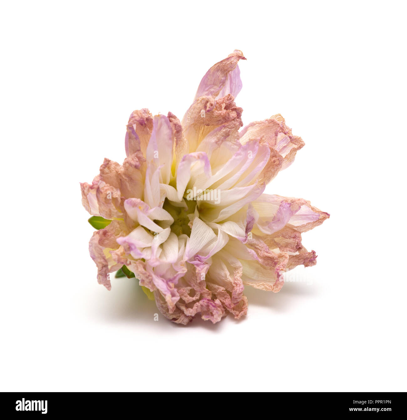 Oder rosa Pfingstrose Paeonia lactiflora auf weißem Hintergrund verblasst Stockfoto