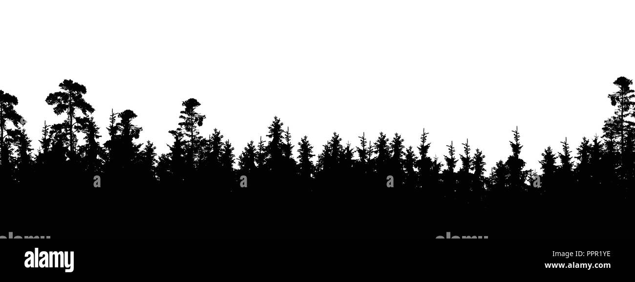 Realistische Silhouette von Tree Top im Nadelwald, mit Platz für Text-Vektor auf weißem Hintergrund Stock Vektor
