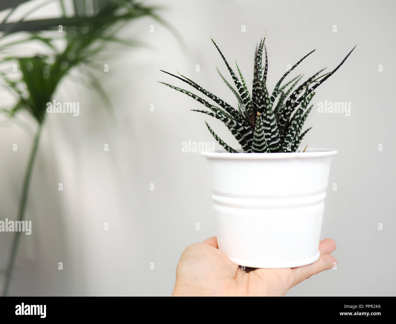 Hand mit einem Zebra sukkulente haworthia innen gegen eine weiße Wand. Stockfoto