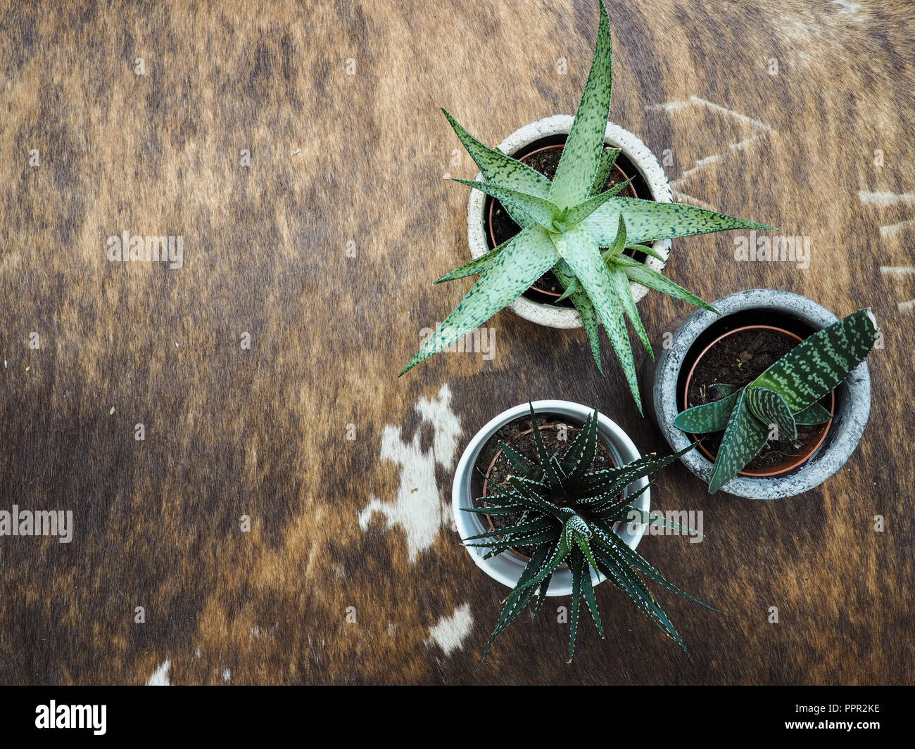 Datei Blatterte Haworthia Stockfotos Datei Blatterte Haworthia