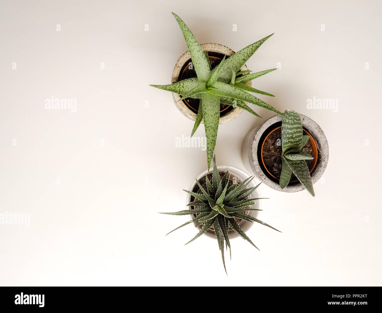 Zwei haworthia (Zebra haworthia und haworthia limifolia) und einem gasteria pillansii sukkulente Pflanze auf weißem Hintergrund Stockfoto