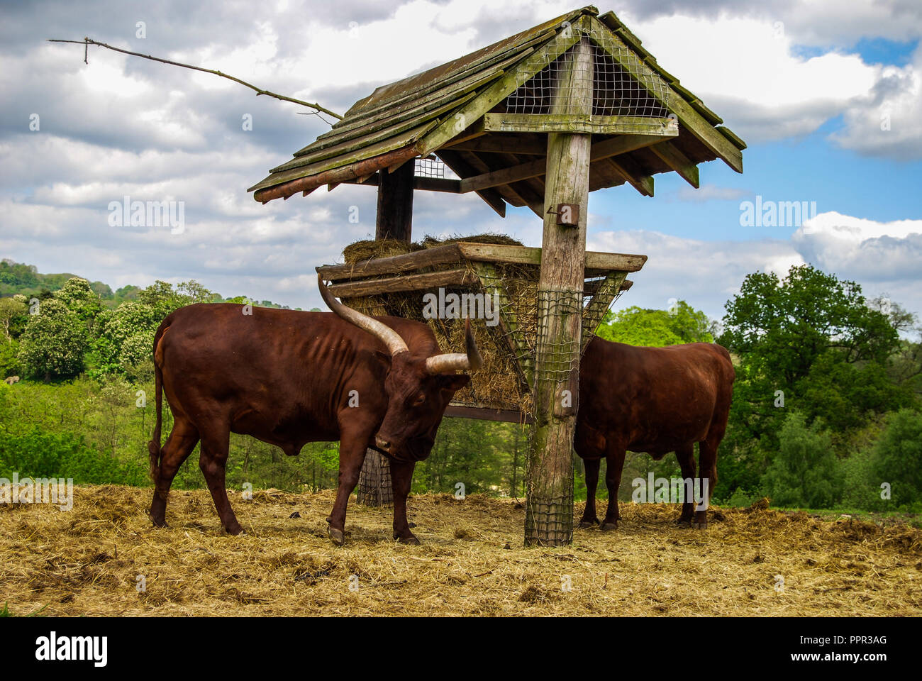 Stiere Weiden an der West Midlands Safari Park Stockfoto