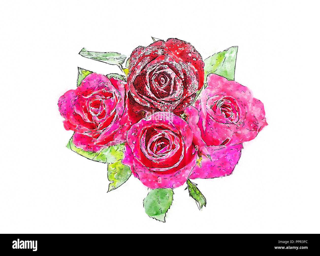Aquarell von Rose isoliert über Weiß. Stockfoto