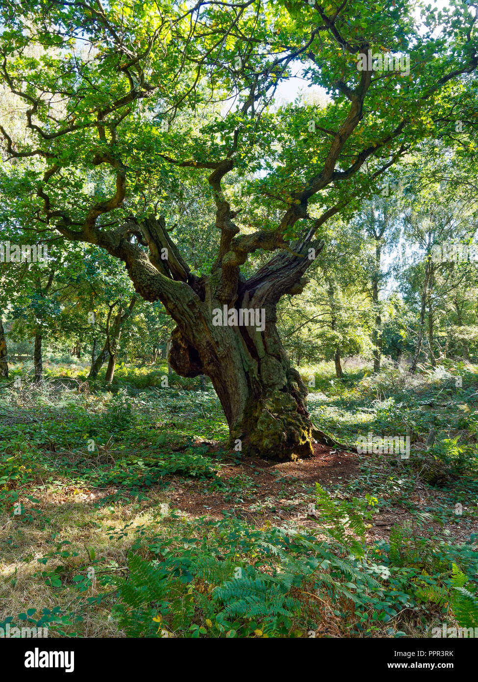 In einer Lichtung im Sherwood Forest steht eine uralte Eiche. Seine