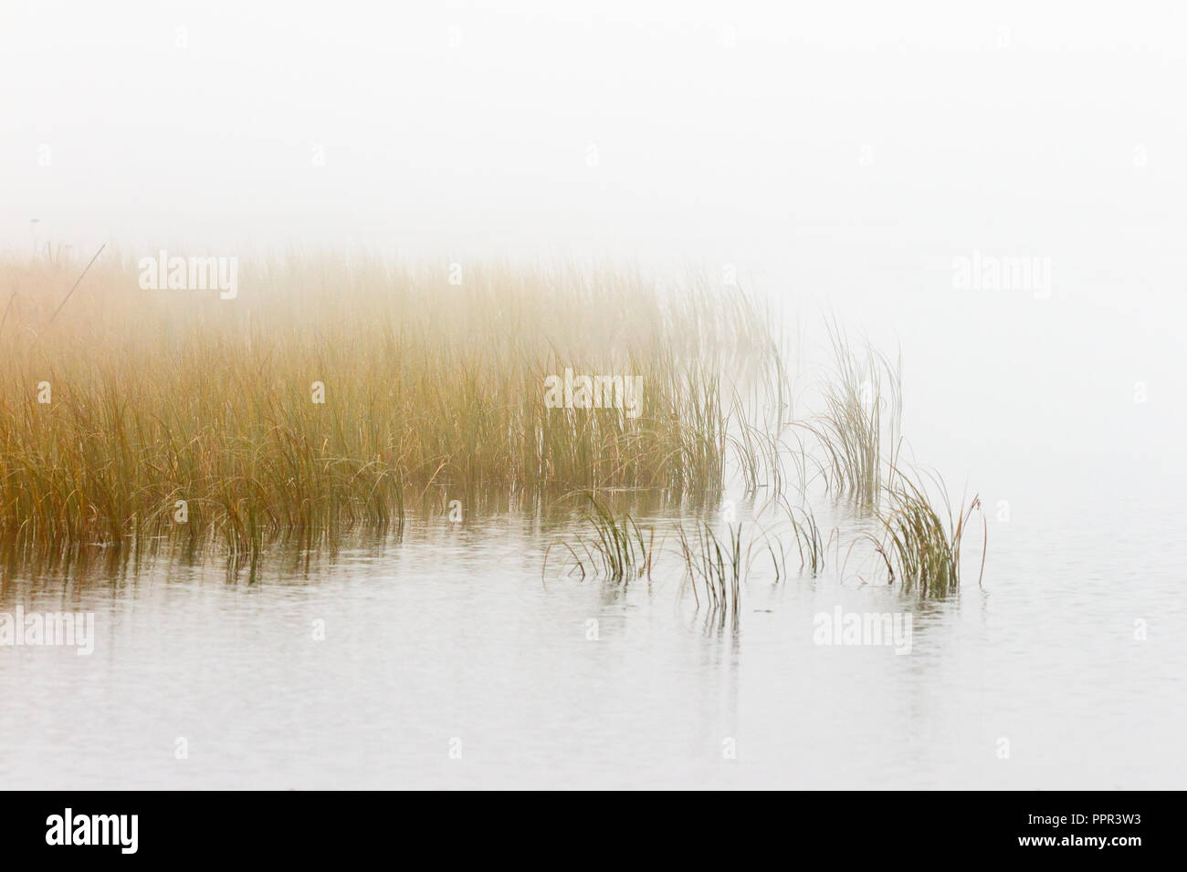 Schilf in nebligen Seascape Stockfoto