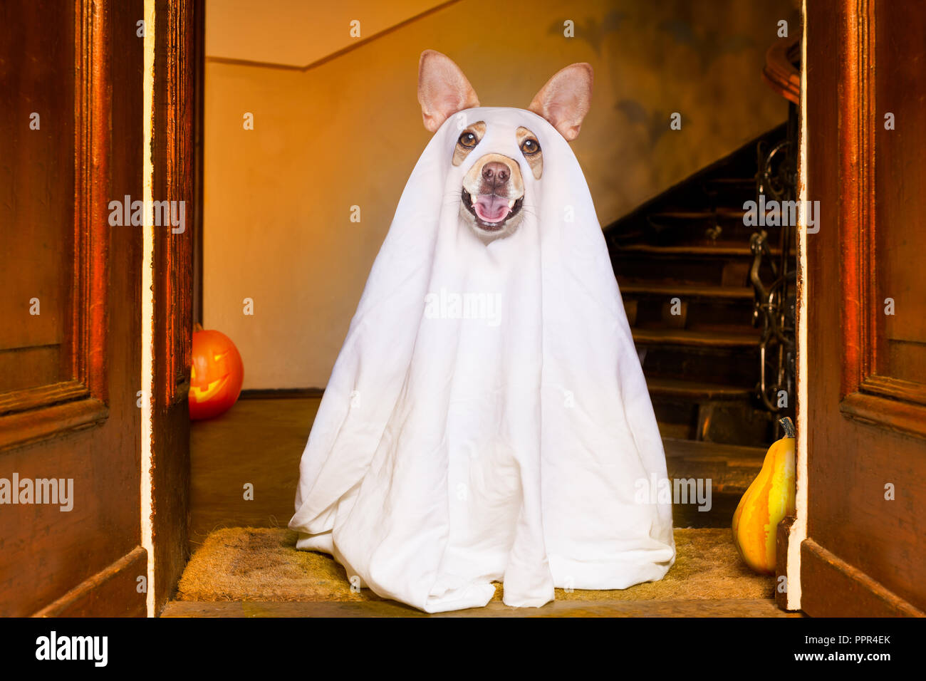 Hund als Geist für Halloween vor der Tür zu Hause Eingang mit Kürbis Laterne  oder Licht, unheimlich und gruselig, für einen Trick oder Festlichkeit ta  Sitzung Stockfotografie - Alamy