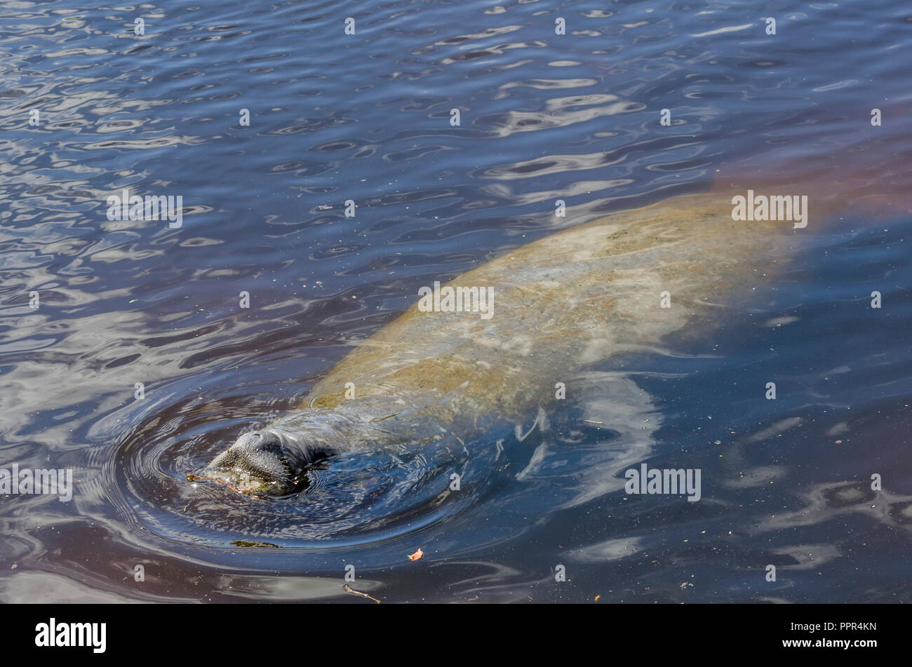 Florida Manatee (Trichechus Manatus latirostris) Schwimmen in Florida, USA. Stockfoto