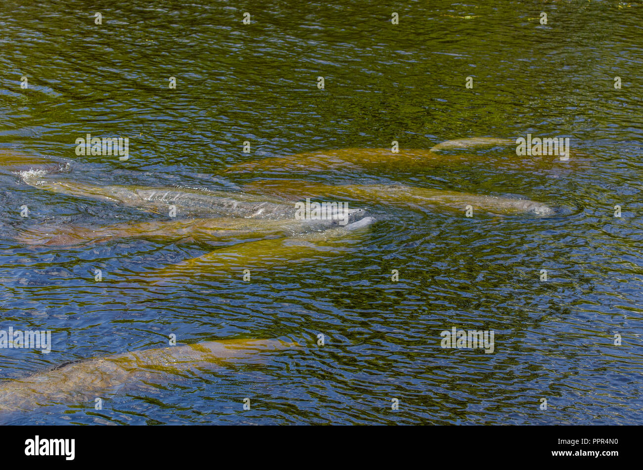 Gruppe von Florida manatees (Trichechus Manatus latirostris) Schwimmen in Florida, USA. Stockfoto