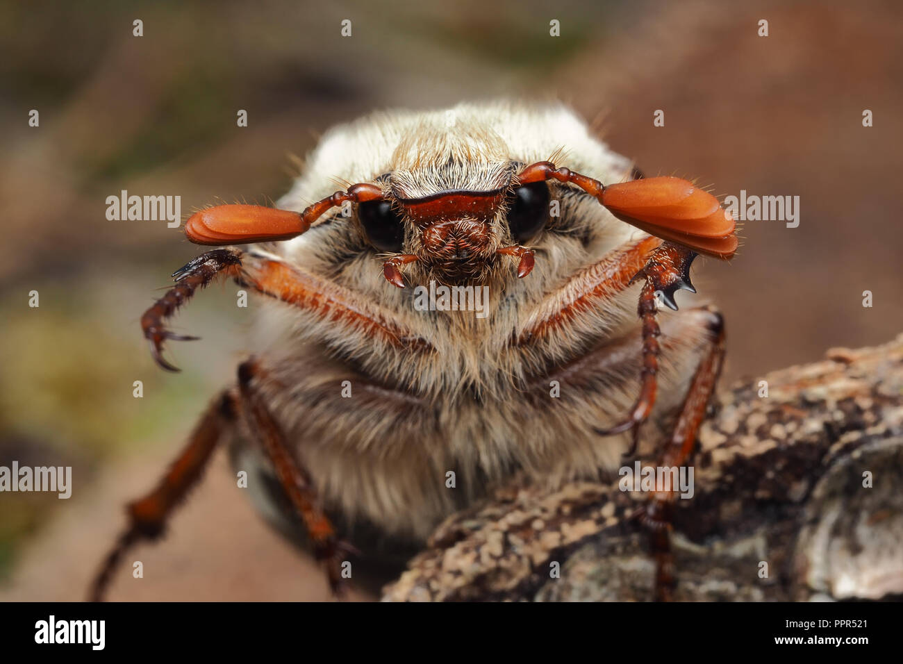 Nahaufnahme der Leiter der Gemeinsamen Maikäfer (Melolontha melolontha) auf Baumstumpf. Tipperary, Irland Stockfoto