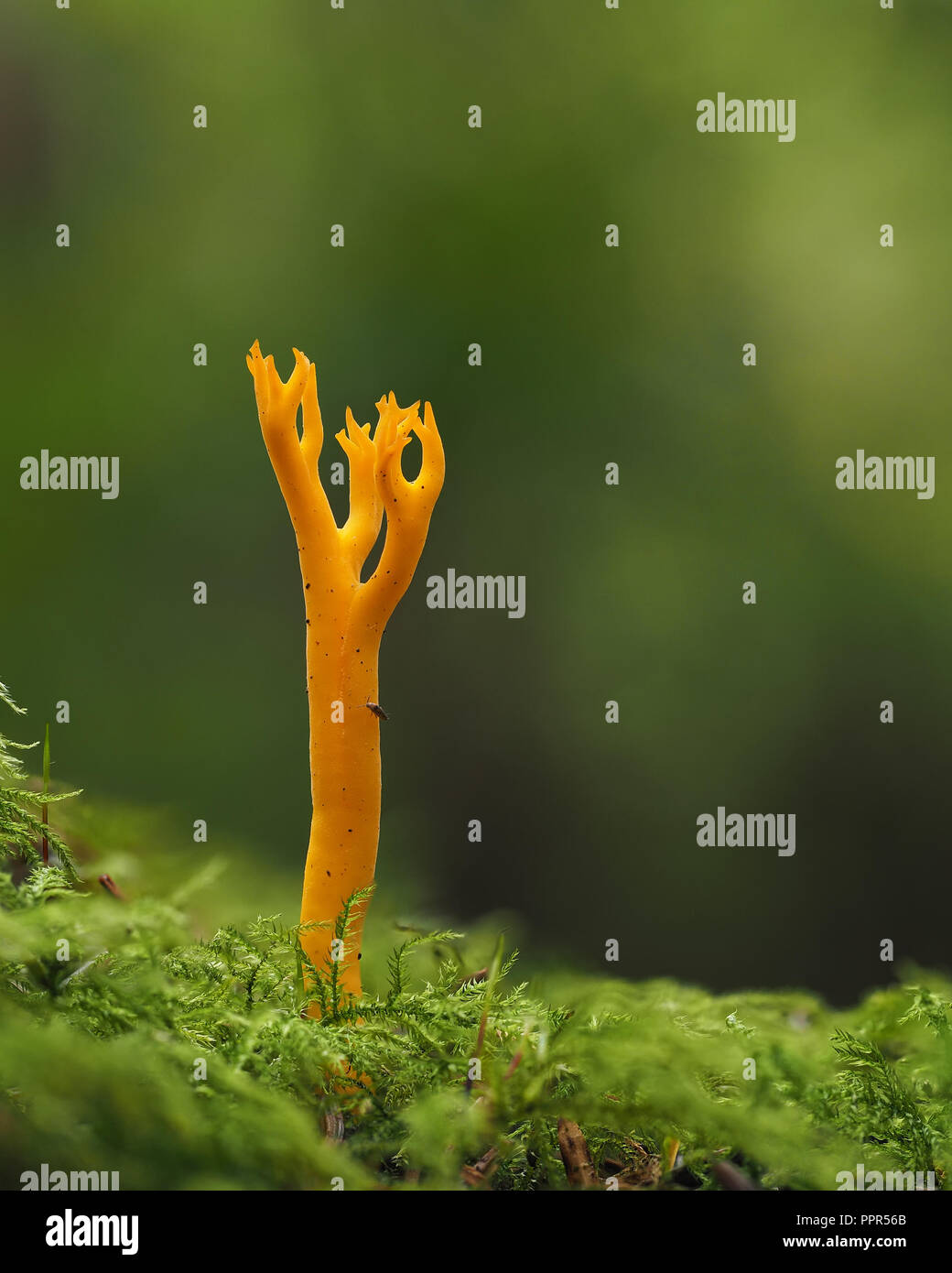 Gelbe Stagshorn Pilz (Calocera viscosa) in conifer Wälder. Tipperary, Irland Stockfoto