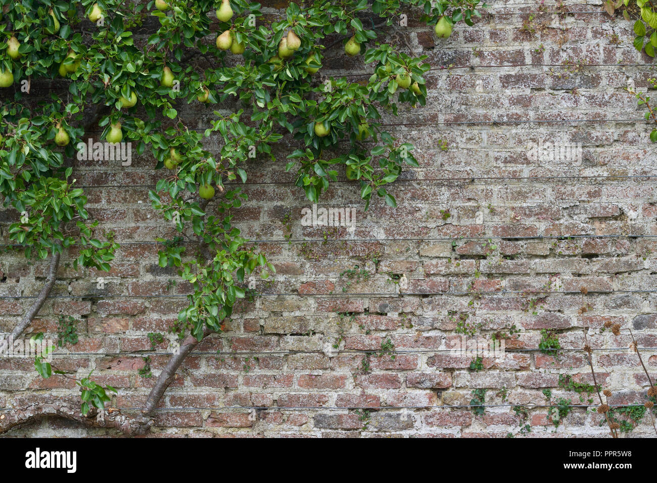 Spalier Pear Tree Wachsende Gegen Eine Jahrhunderte Alte Mauer Aus