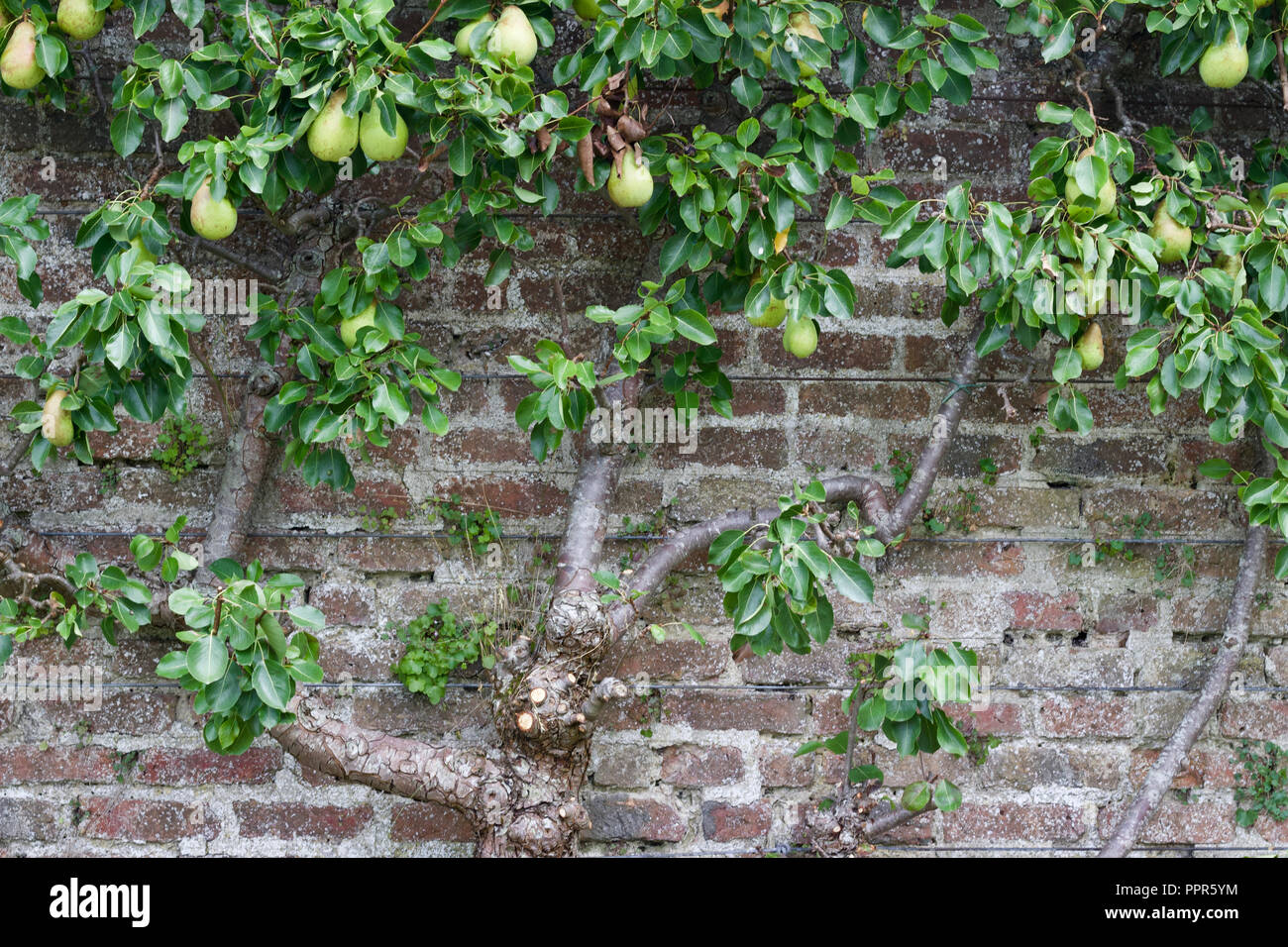 Spalier Pear Tree Wachsende Gegen Eine Jahrhunderte Alte Mauer Aus