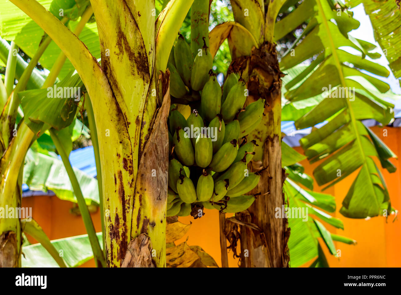 Bananen auf dem Baum im Garten, Banane und Wegerich Pflanzen sind nicht