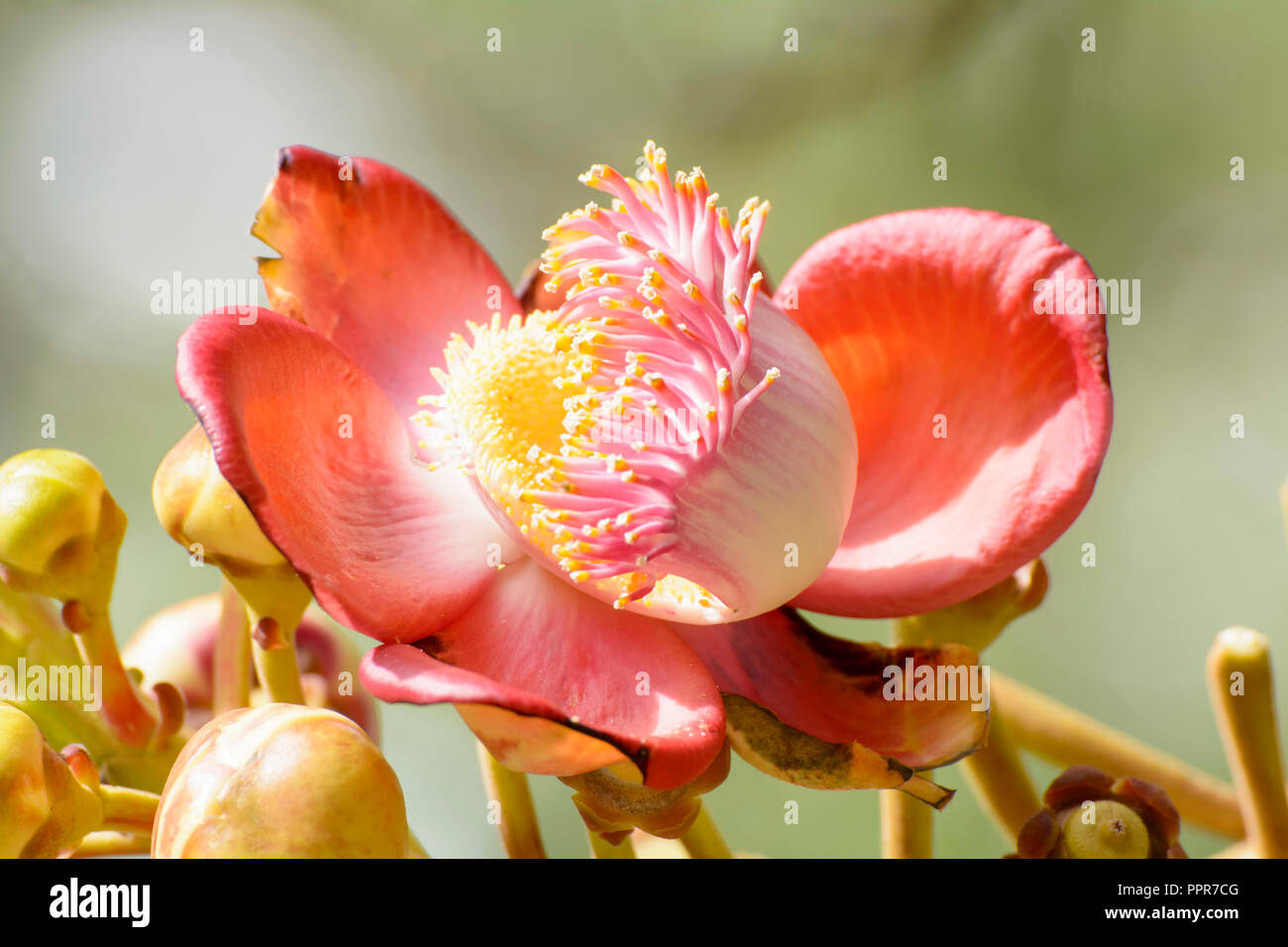 Couroupita guianensis, von mehreren gemeinsamen Namen, darunter cannonball Baum bezeichnet, ist ein Laubbaum in der Familie Lecythidaceae. Stockfoto