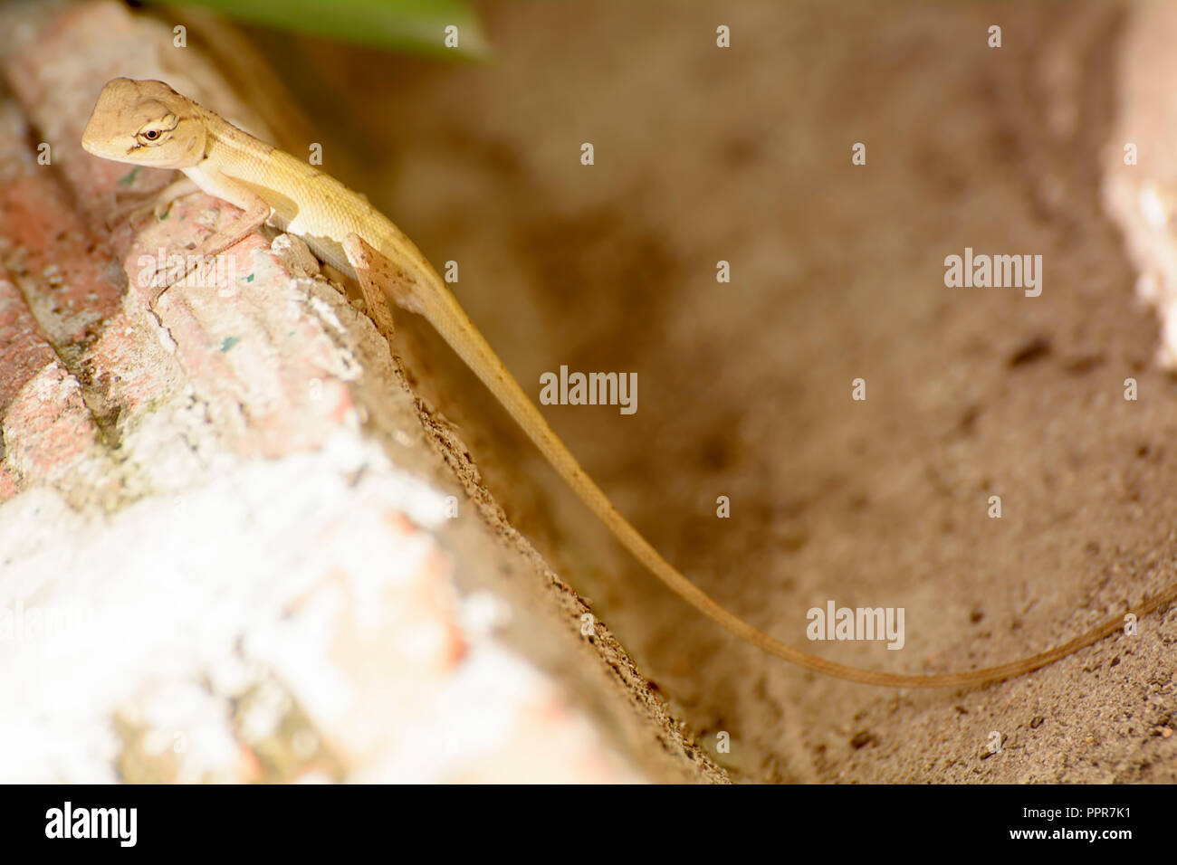 Chamäleons oder chamaeleons sind ein unverwechselbares und hoch spezialisierte Clade der alten Welt Eidechsen. Stockfoto
