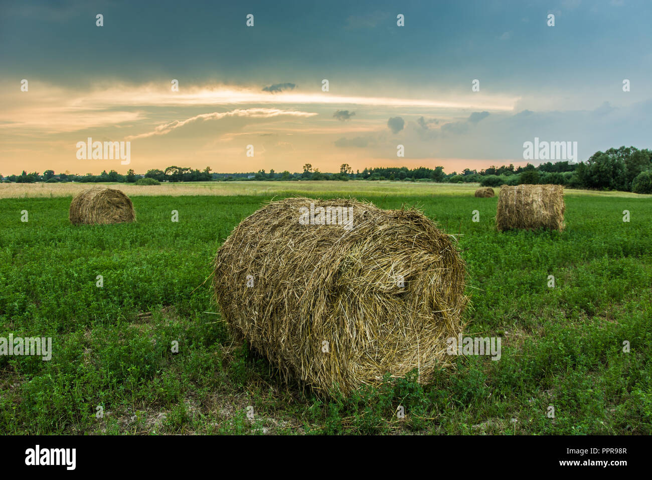Heuballen auf der grünen Wiese Stockfoto