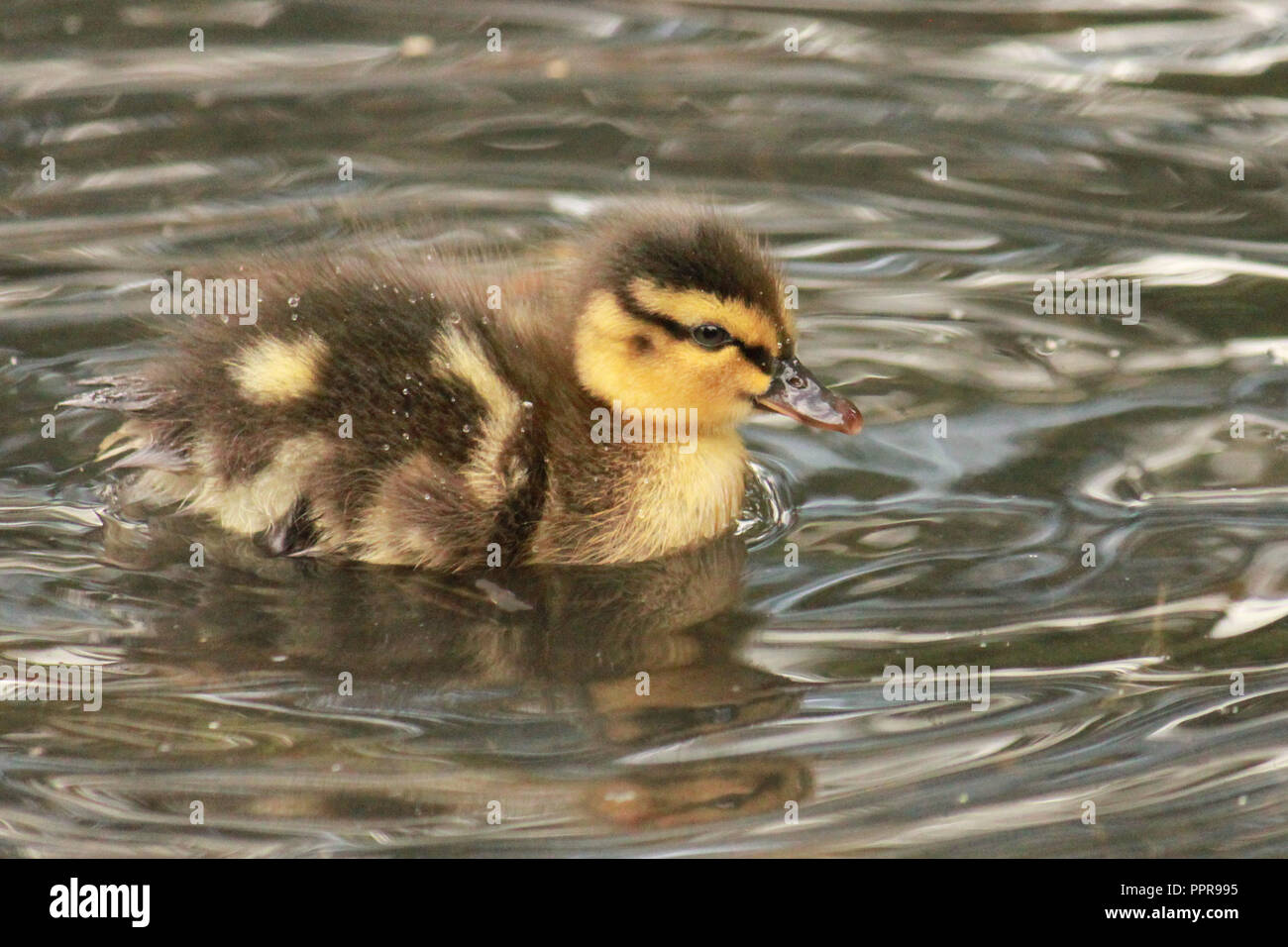 Süße Entlein schwimmen auf dem Wasser, mit Wassertropfen auf der Federn. Anas platyrhynchos. Stockfoto