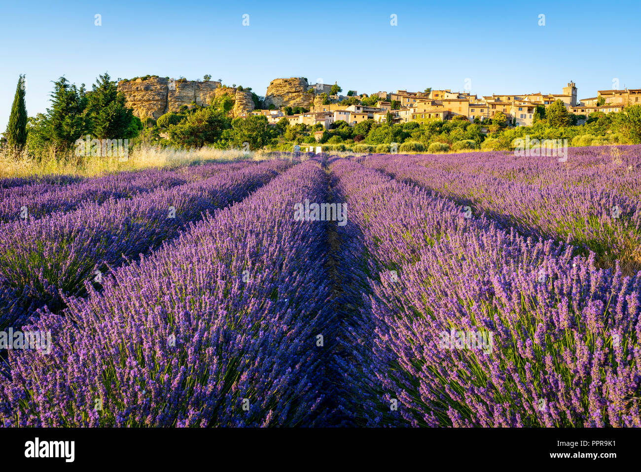 Lavendelfeld mit mittelalterlichen Hügel im Hintergrund Stadt Saignon, Provence, Frankreich Stockfoto