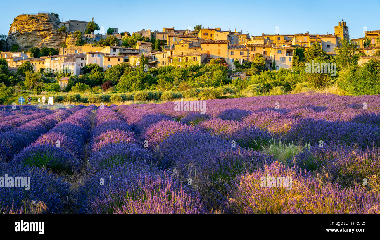 Lavendelfeld mit mittelalterlichen Hügel im Hintergrund Stadt Saignon, Provence, Frankreich Stockfoto