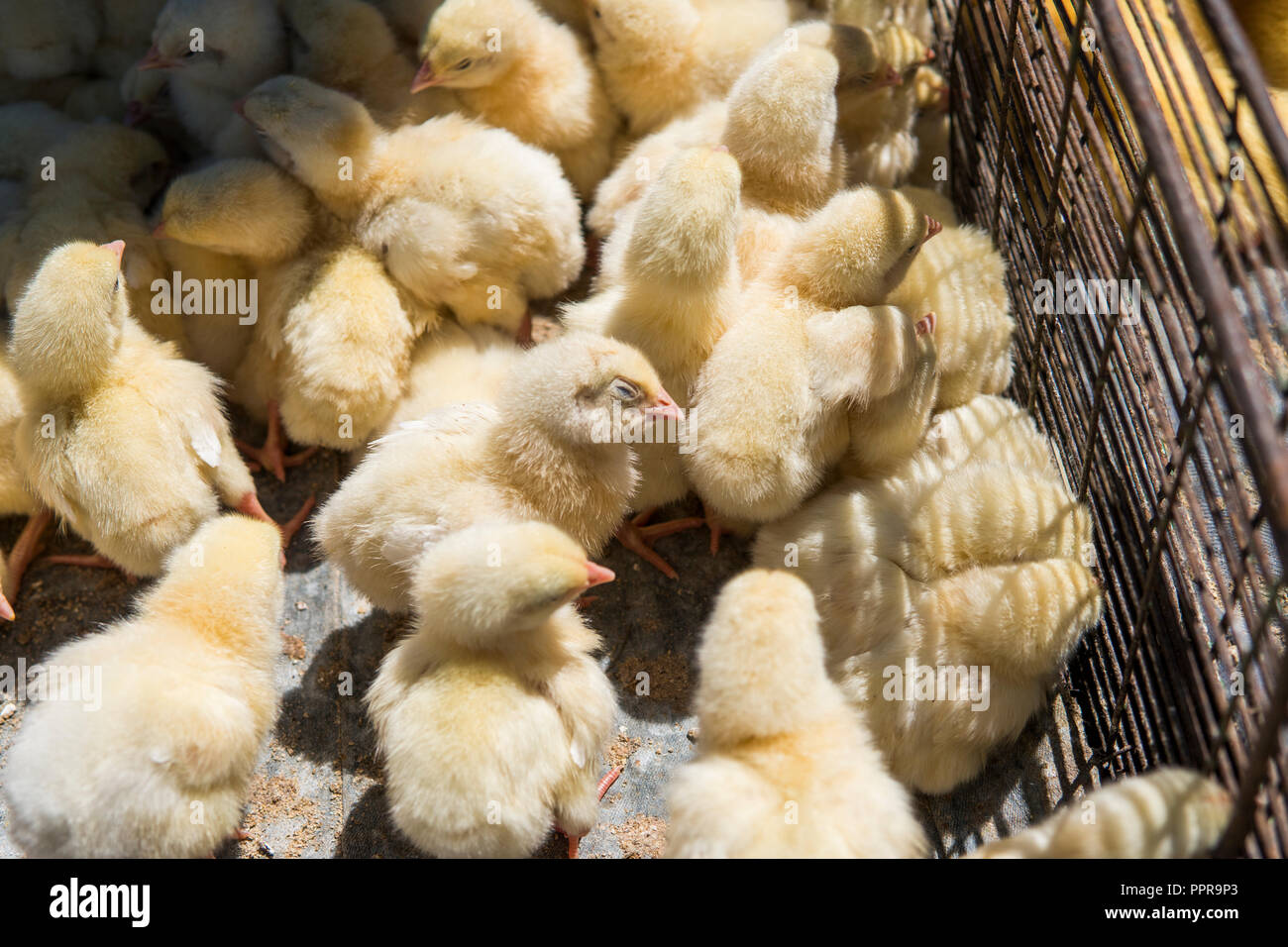 Baby Huhn, wunderschönen, kleinen gelben Küken in Metall net cage Box für den Verkauf auf eine faire platziert sind. Inkubator Hühner zum Verkauf. Die Landwirtschaft. Landwirtschaft. Stockfoto