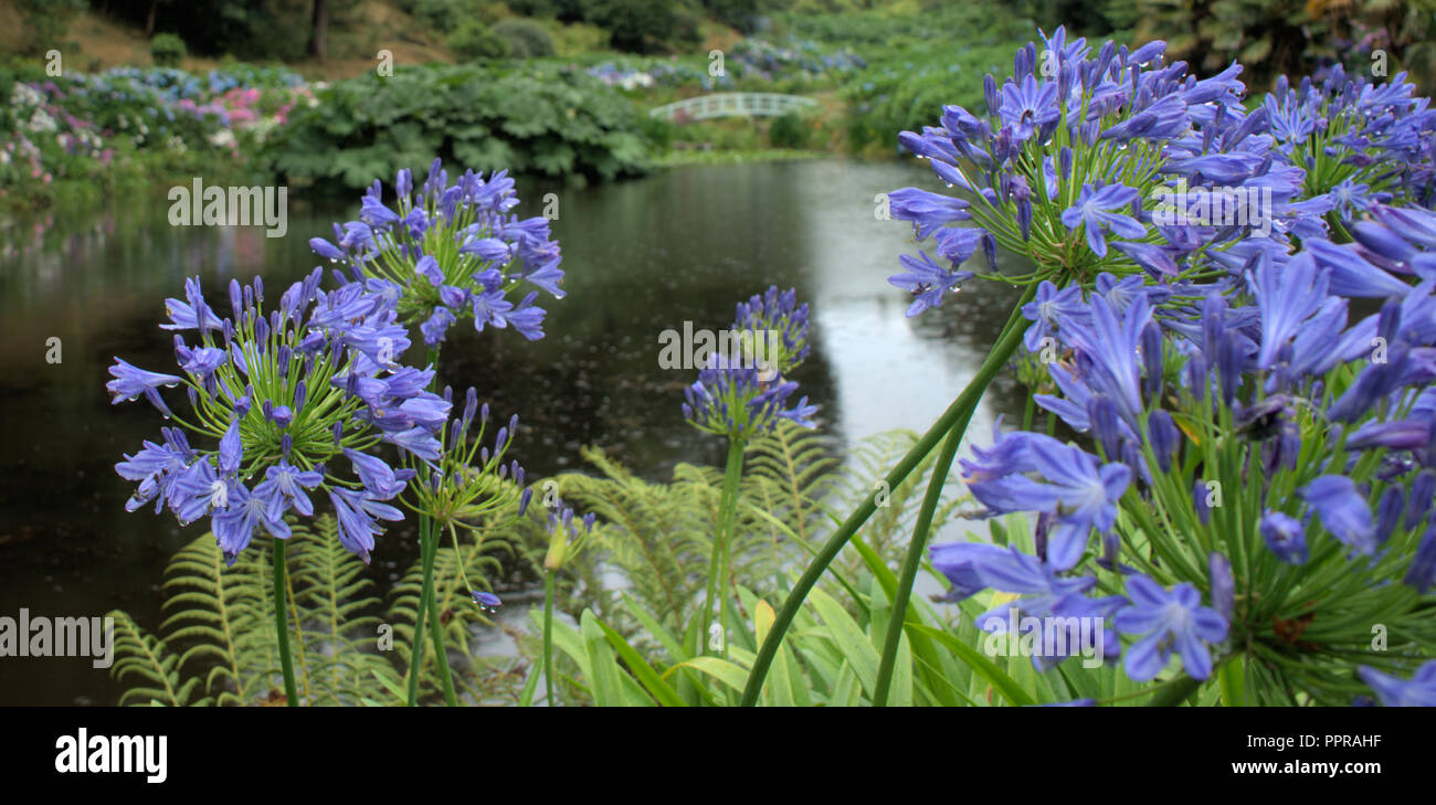 Blaue geblümte Lake Vista Stockfoto