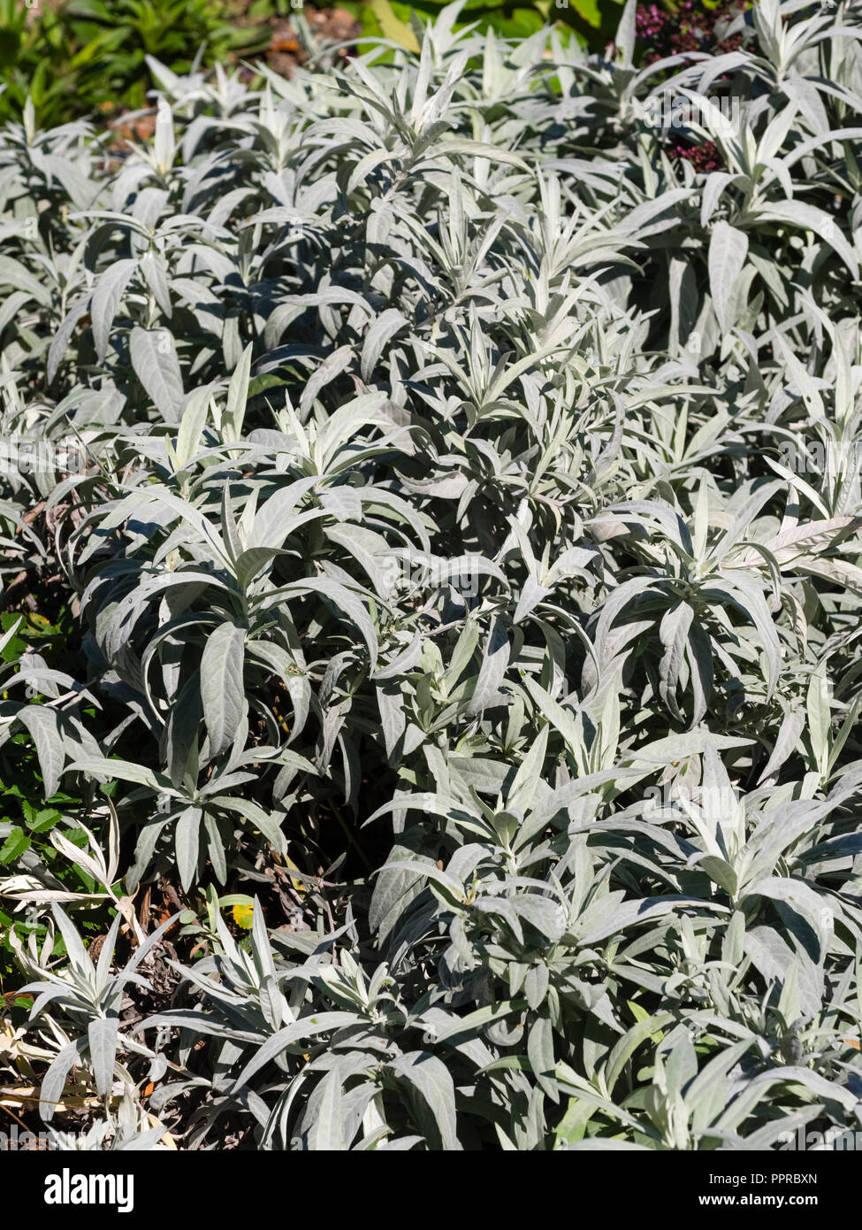 Silbriges Laub der Boden abdecken winterharte Staude, Artemisia ludoviciana 'Valerie Finnis' Stockfoto