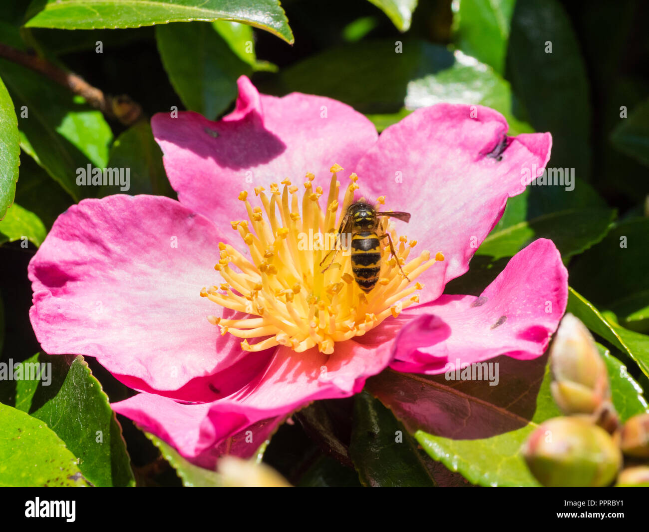 Wasp, Vespula vulgaris, Fütterung, die auf Pollen einer Blume im Herbst blühenden immergrünen Strauch, Camellia sasanqua 'Crimson King' Stockfoto