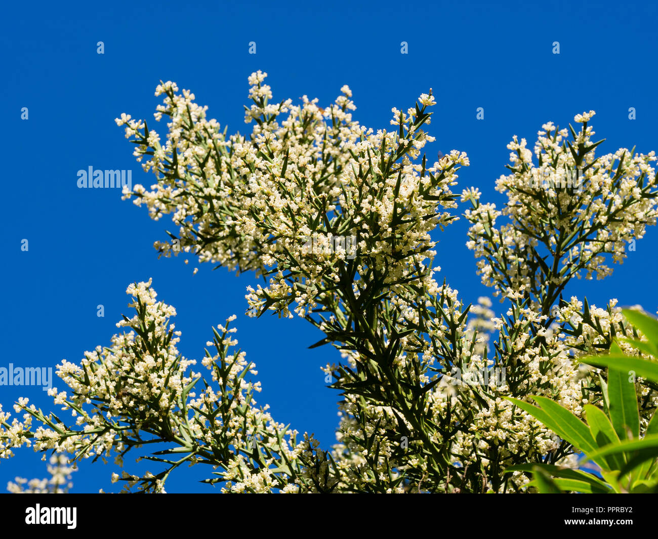 Anfang Herbst weiße Blumen schmücken die stacheligen Blätter Der winterharte Kreuzigung Thorn geändert, Colletia hystrix (C. armata) Stockfoto