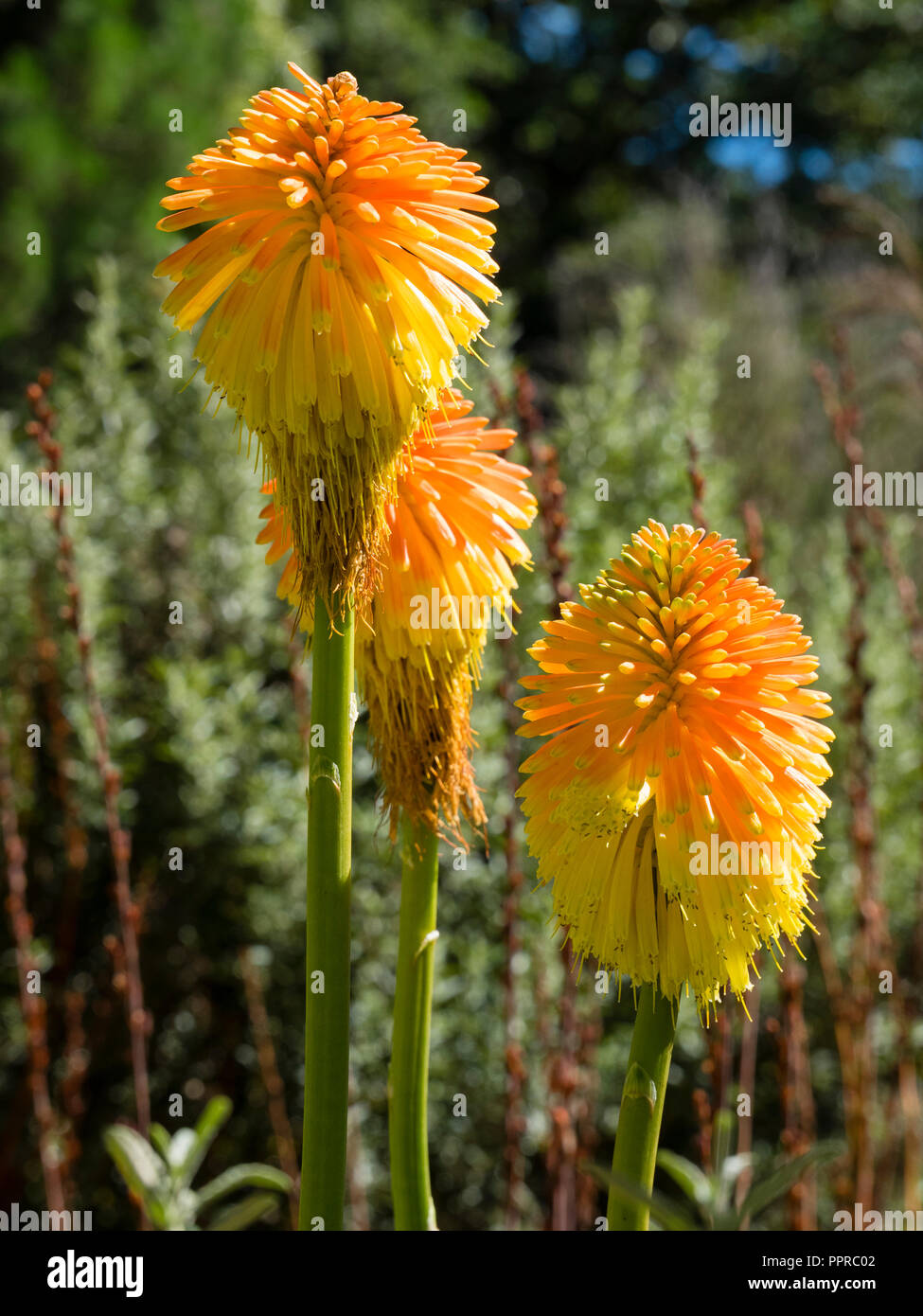 Große herbst Blüten der Orange, die Weinblüte, gelb blühenden Fackel Lily, Kniphofia rooperi Stockfoto