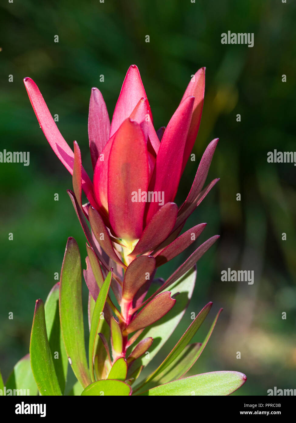 Lange rote Hochblätter umschließen den Herbst zu Winter Blumen der Ausschreibung immergrüner Strauch, Leucadendron 'Safari Sunset', ein Leucadendron laureolum Hyb Stockfoto