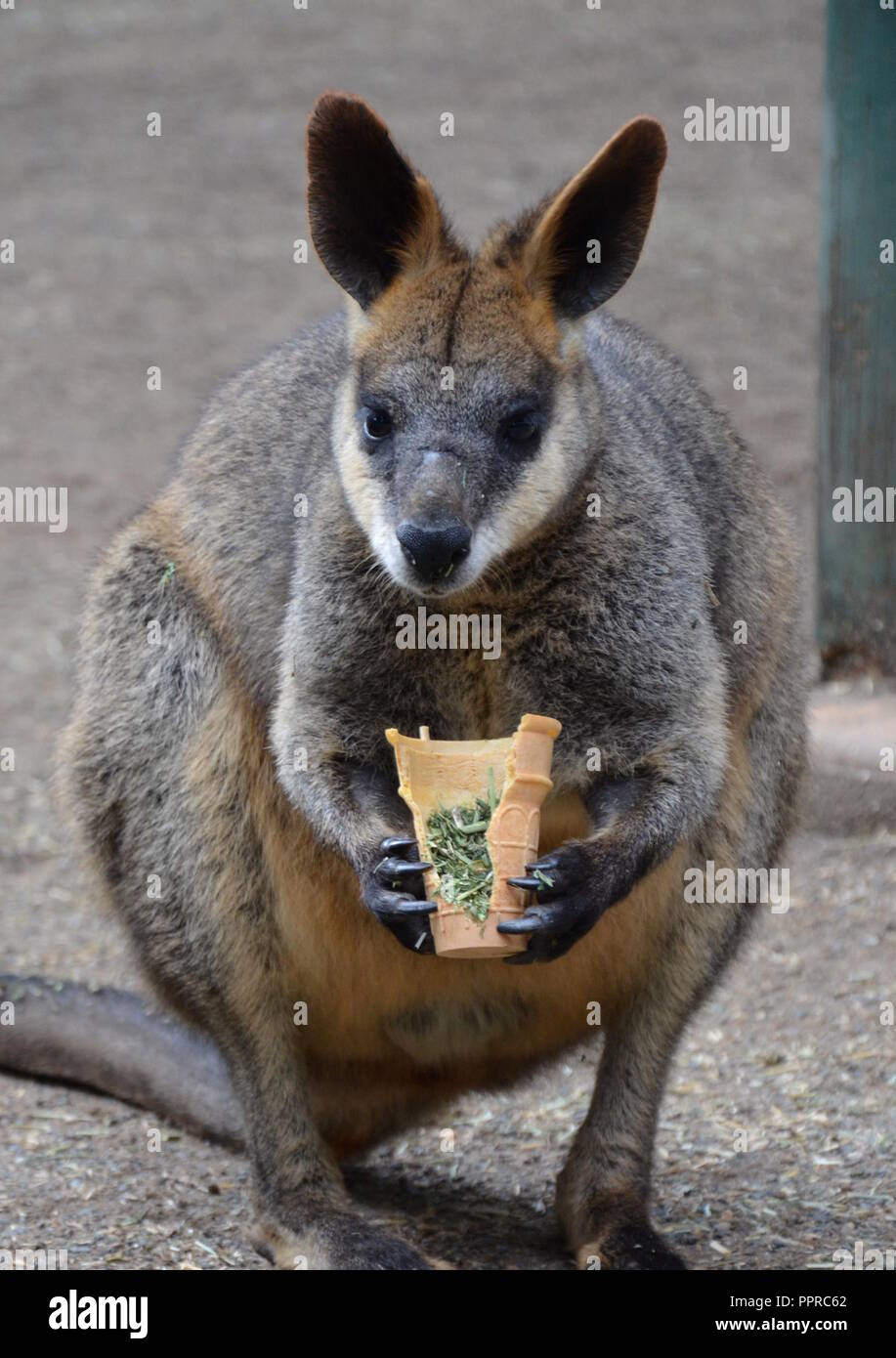 Gelb-footed Rock Wallabies sind mit braunen und gelben Ringe an ihren Schwanz, gelben Pfoten, grauen Pelz, die ihre Körper und einen weißen Bauch mit weißen St Stockfoto