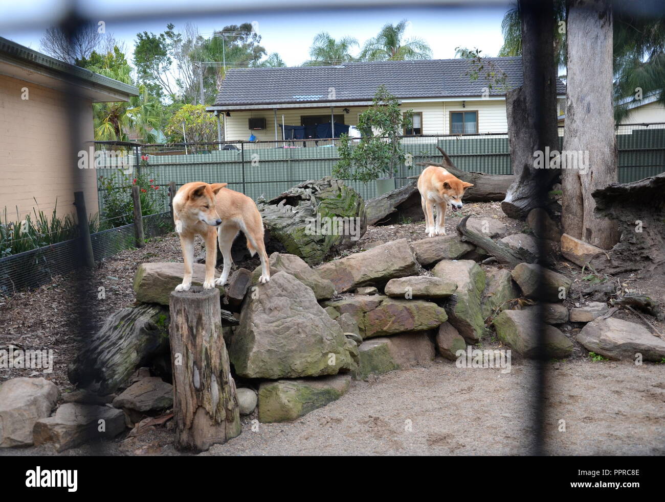 Sydney, Australien - 21.Juni 2015. Dingos im Featherdale Wildlife Park. Der Dingo oder Canis Lupus ist eine kostenlose umfassende Hund hauptsächlich in Australien gefunden. Austr Stockfoto