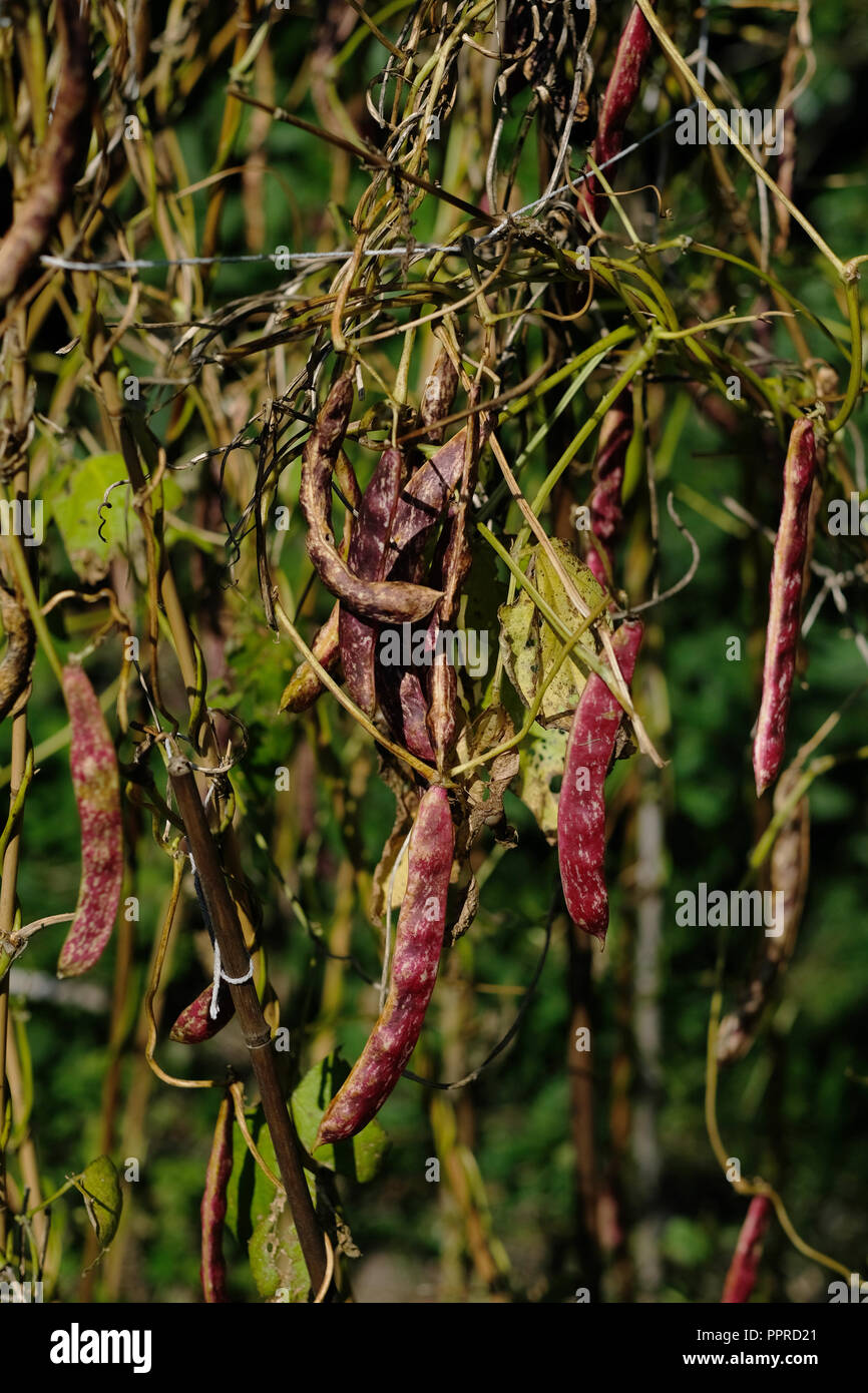Borlotti Bohnen trocknen auf die Pflanzen in Großbritannien Herbst Stockfoto