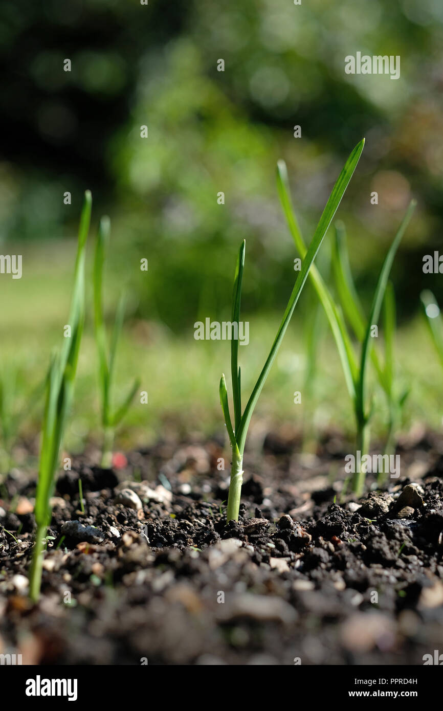 Junger Knoblauch Zwiebeln keimen in Großbritannien Herbst Stockfoto