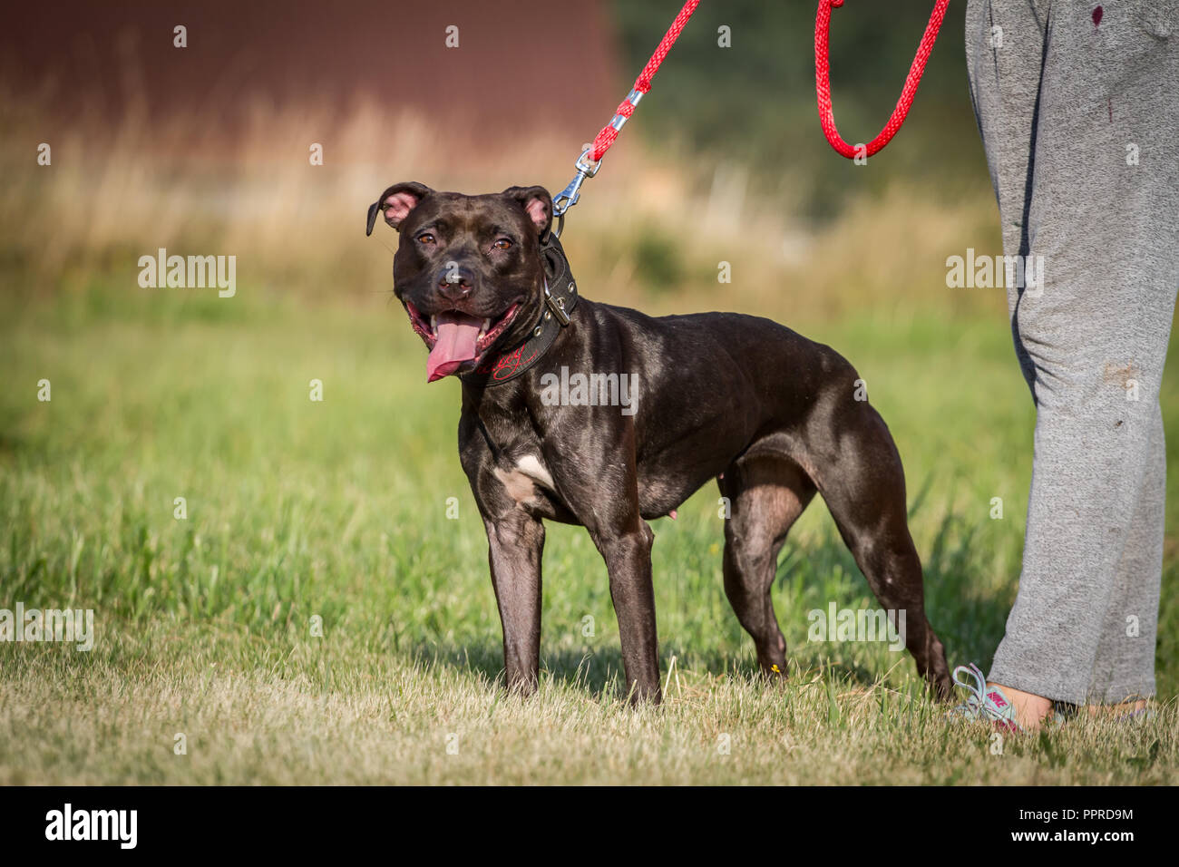Schwarz active American Pit Bull Terrier Weibchen stehend, mit glänzendem Fell Stockfoto