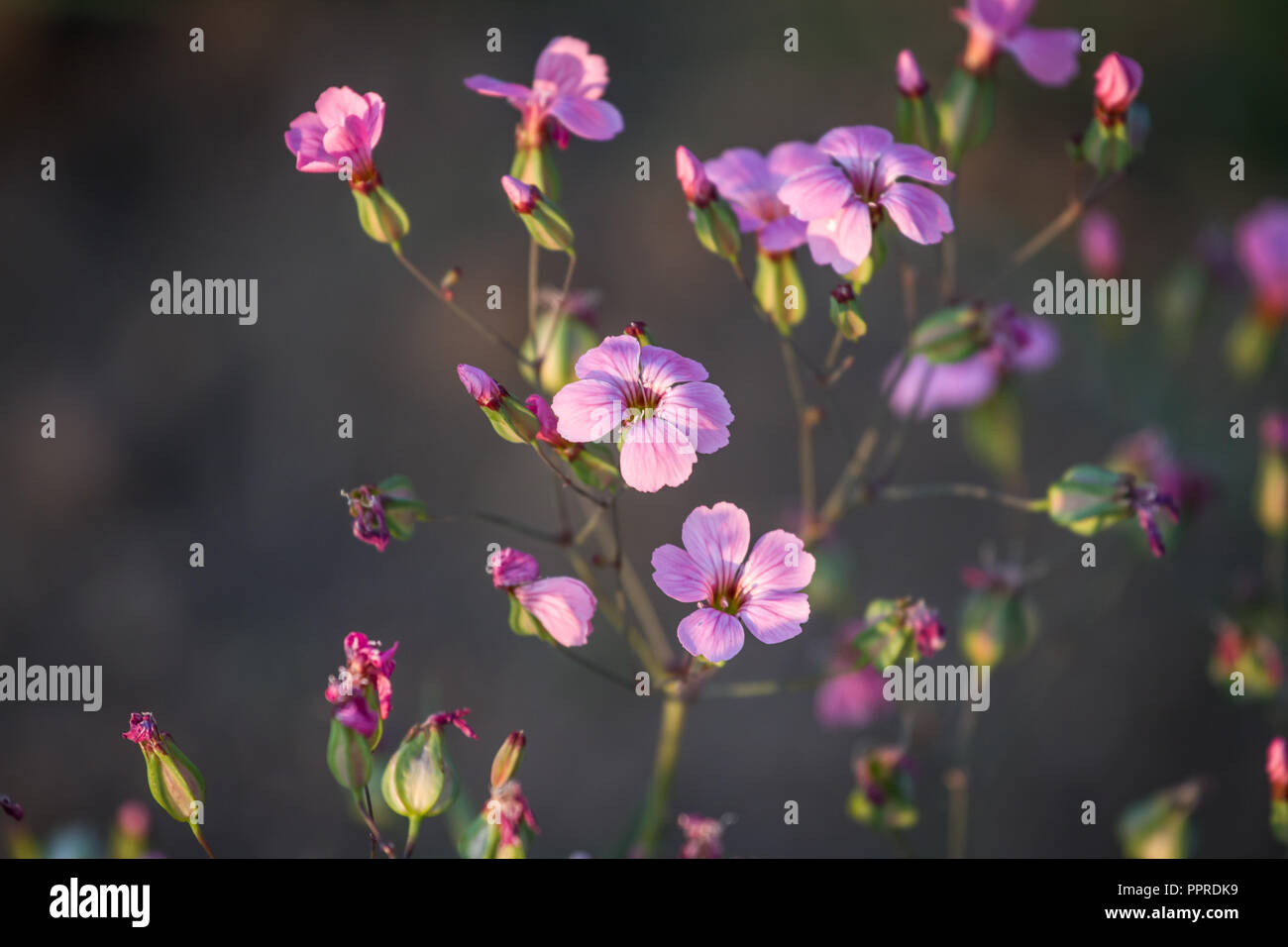 Kuh Planlagestörungen, Nancy (Vaccaria hispanica) Stockfoto