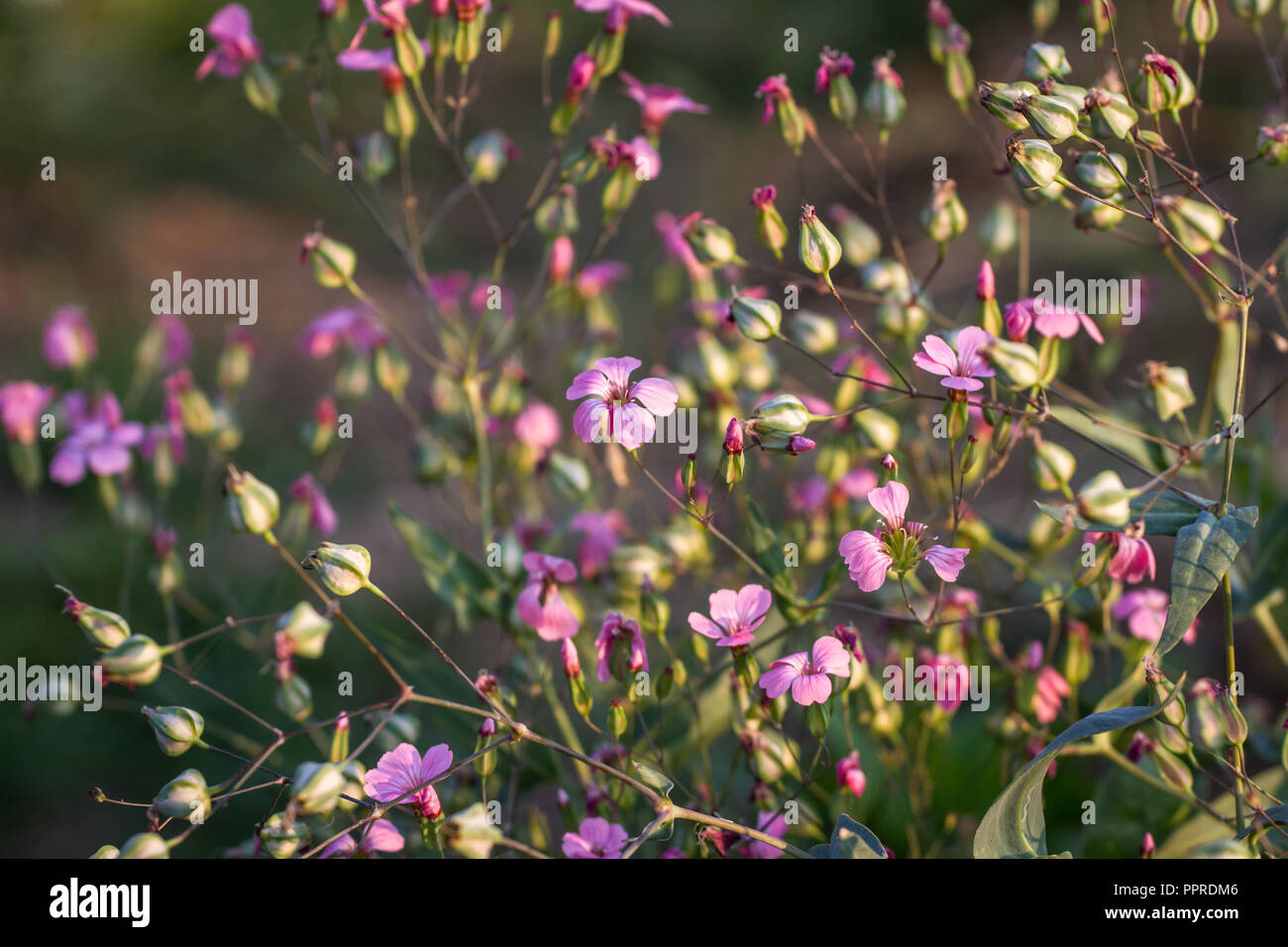 Kuh Planlagestörungen, Nancy (Vaccaria hispanica) Stockfoto