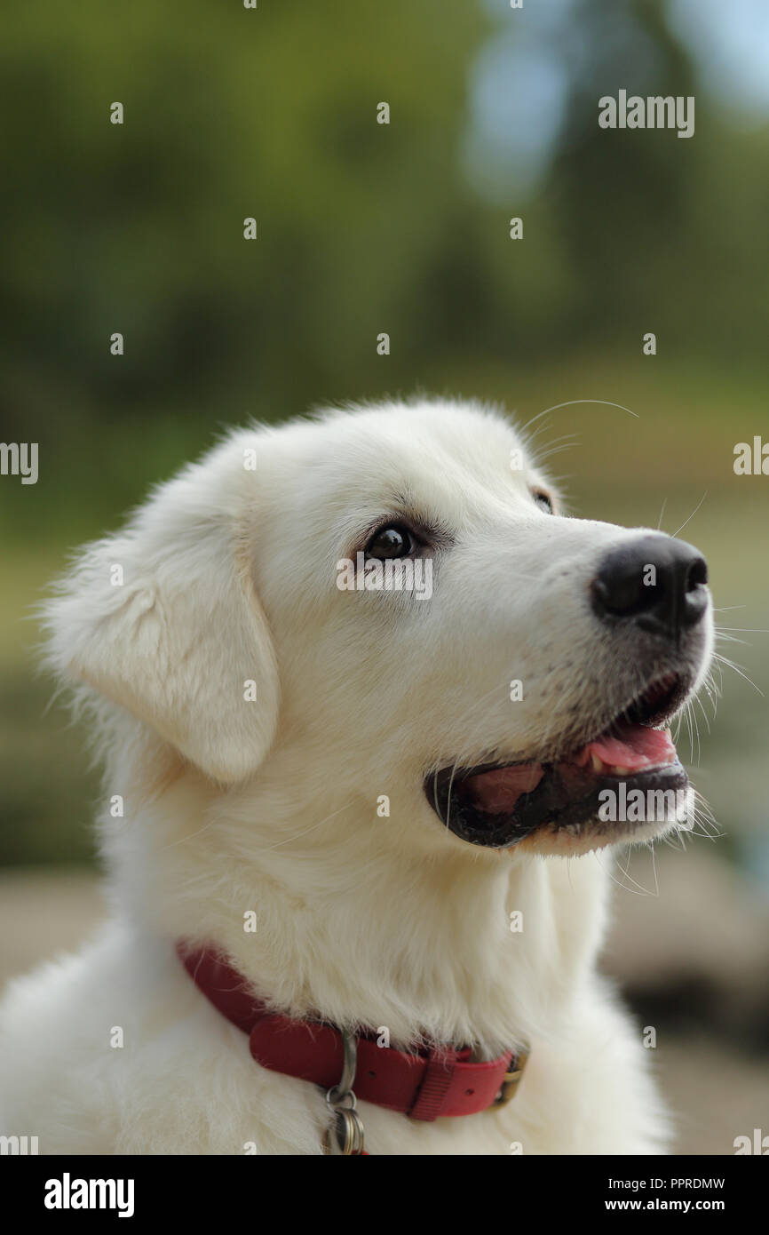 Große Pyrenäen Mix Welpen suchen, um sich mit seinem Mund öffnen. Stockfoto