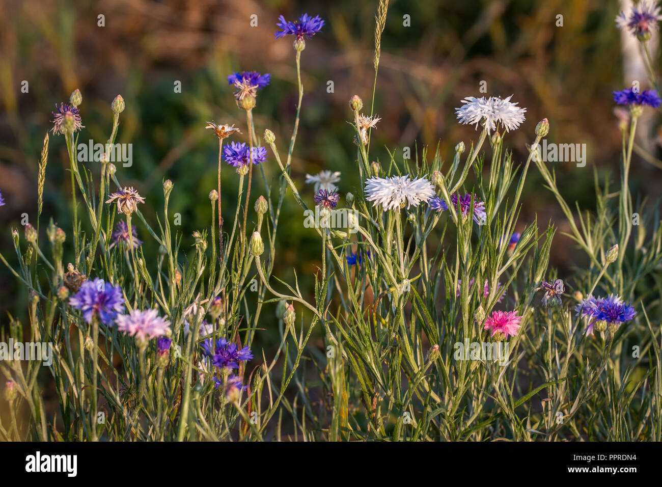 Kornblume (Centaurea Cyanus) Stockfoto