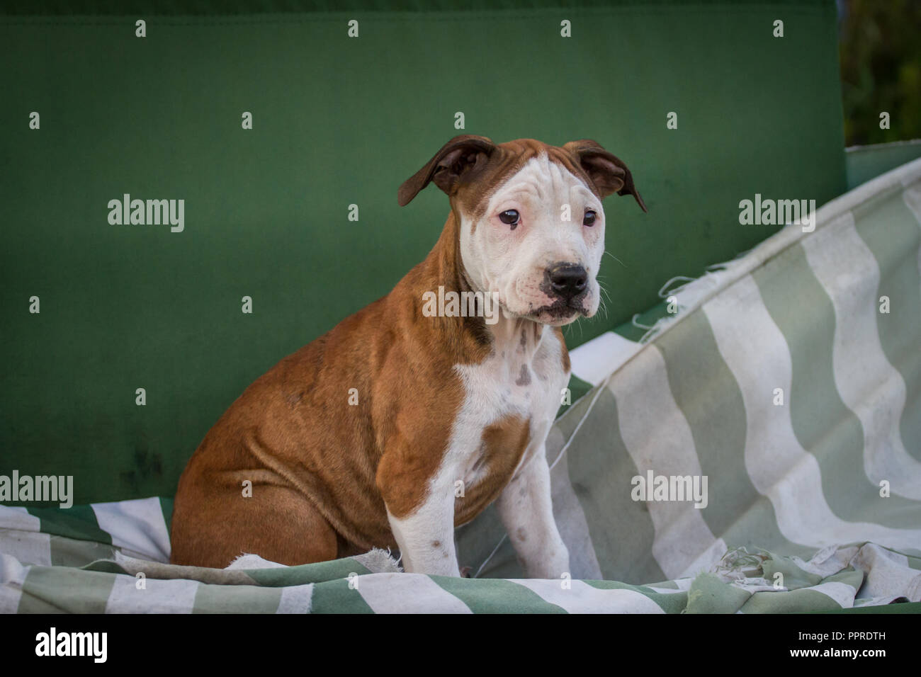 Bulldog Welpen sitzen Stockfoto