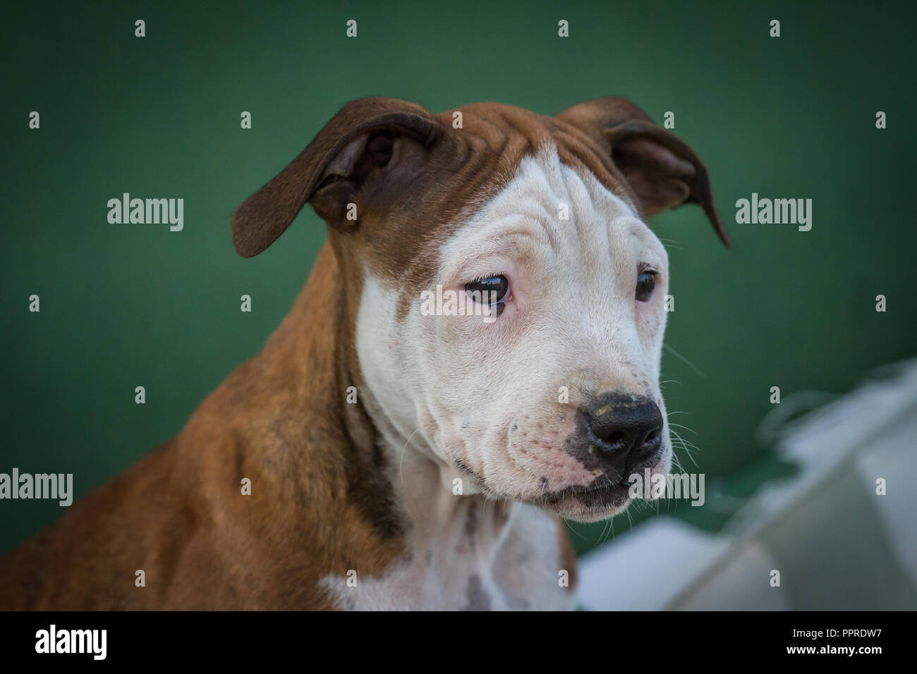 Porträt des Bulldog-Hündchens Stockfoto