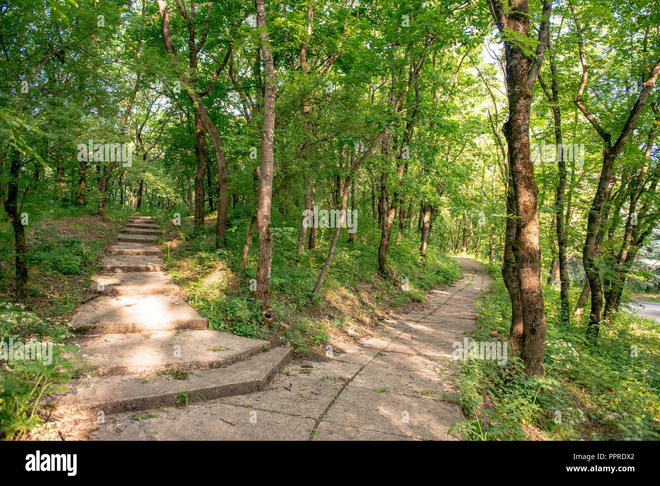 Persönliche Perspektive zu Fuß auf den Weg in den Wald. Stockfoto