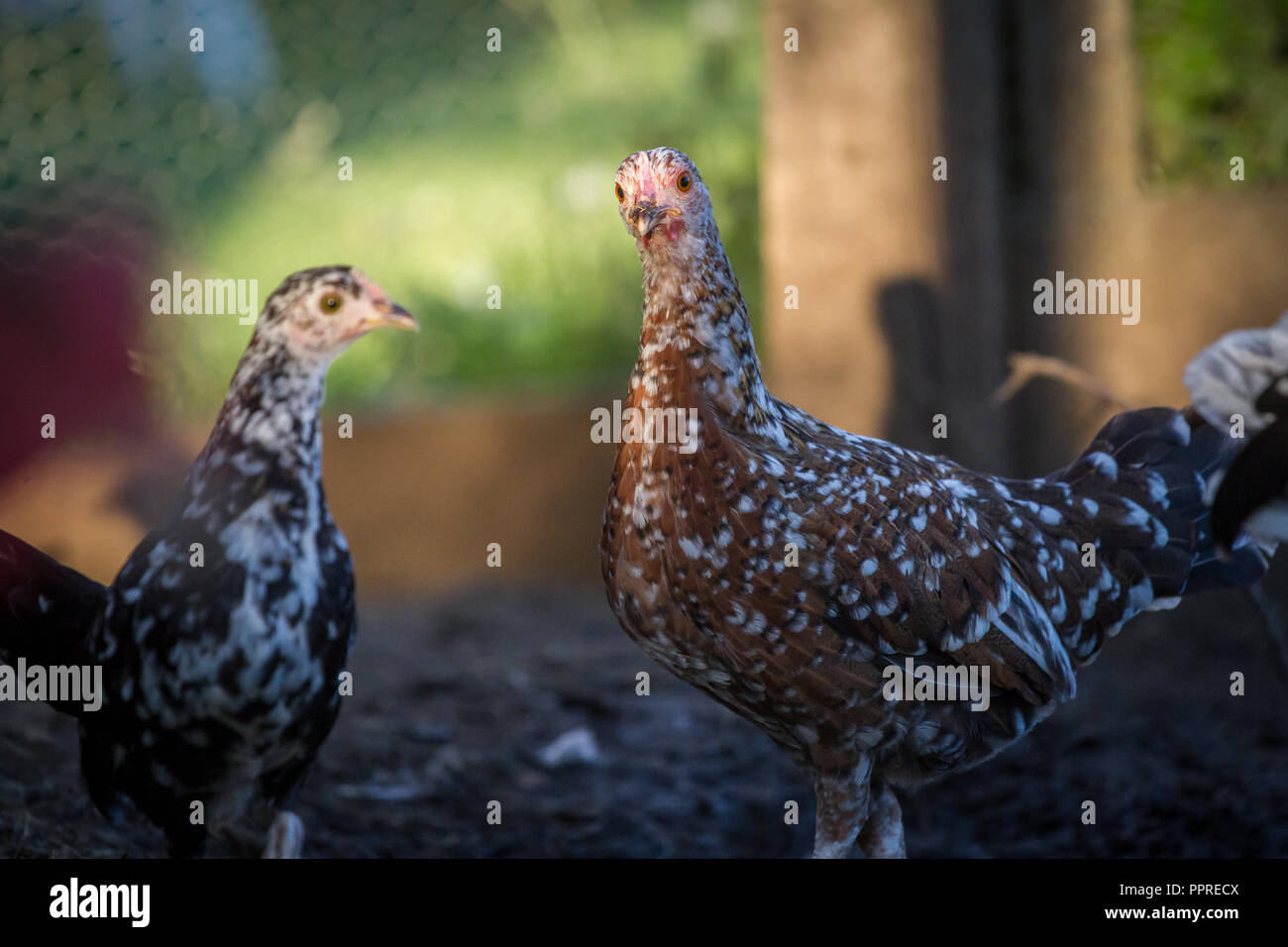 Zwei junge Hühner Hühner, Steinhendl, Stoapiperl (Gallus gallus domesticus) kritisch bedrohte Huhn züchten aus Österreich, Europa Stockfoto