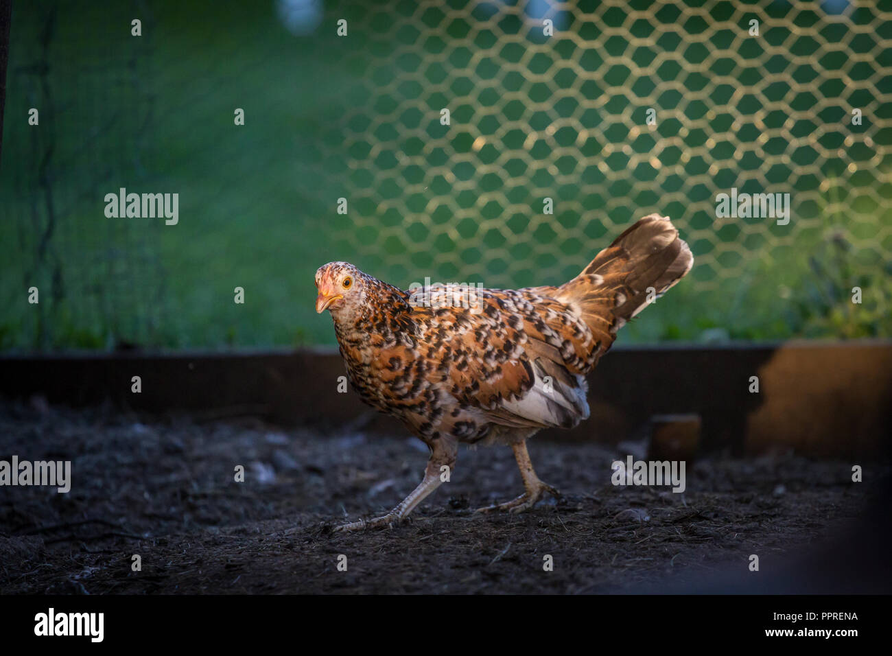 Junges Huhn, Steinhendl, Stoapiperl (Gallus gallus domesticus) kritisch bedrohte Huhn züchten aus Österreich, Europa Stockfoto